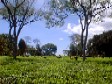 Tea plantation, Kericho