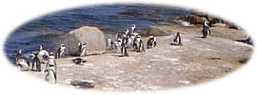 Jackass penguins at Boulders Beach