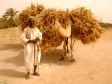 A local man carrying reeds on his camels
