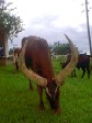 Ankole cow with its heavy horns