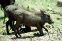 Baby warthogs on the side of the road - cute man